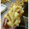 1kg Box China Fresh Ginger Root Price